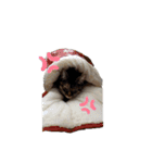 ミル(猫)の日常スタンプ（個別スタンプ：5）