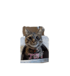 ミル(猫)の日常スタンプ（個別スタンプ：6）