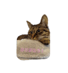ミル(猫)の日常スタンプ（個別スタンプ：8）