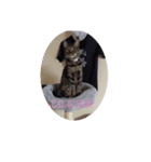 ミル(猫)の日常スタンプ（個別スタンプ：10）