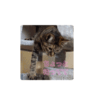 ミル(猫)の日常スタンプ（個別スタンプ：11）
