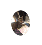 ミル(猫)の日常スタンプ（個別スタンプ：13）