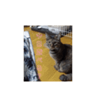 ミル(猫)の日常スタンプ（個別スタンプ：14）