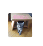 ミル(猫)の日常スタンプ（個別スタンプ：15）