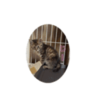 ミル(猫)の日常スタンプ（個別スタンプ：22）