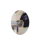ミル(猫)の日常スタンプ（個別スタンプ：23）