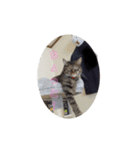 ミル(猫)の日常スタンプ（個別スタンプ：24）