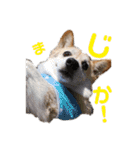コーギーとその仲間たち⒉（個別スタンプ：2）