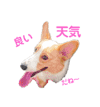 コーギーとその仲間たち⒉（個別スタンプ：3）
