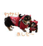 コーギーとその仲間たち⒉（個別スタンプ：8）