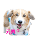 コーギーとその仲間たち⒉（個別スタンプ：9）