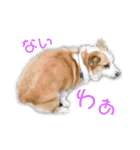 コーギーとその仲間たち⒉（個別スタンプ：12）