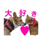コーギーとその仲間たち⒉（個別スタンプ：16）