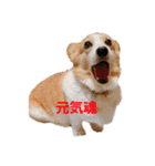 コーギーとその仲間たち⒉（個別スタンプ：21）