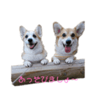 コーギーとその仲間たち⒉（個別スタンプ：27）