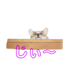 コーギーとその仲間たち⒉（個別スタンプ：29）