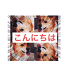 コーギーの梅ちゃん。（個別スタンプ：1）