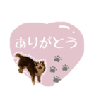 moca   stamp  ◎（個別スタンプ：4）