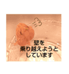 カエルさんベルツノガエル4（個別スタンプ：1）