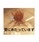 カエルさんベルツノガエル4（個別スタンプ：2）