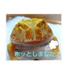カエルさんベルツノガエル4（個別スタンプ：3）