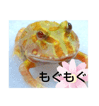 カエルさんベルツノガエル4（個別スタンプ：5）