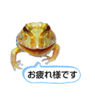 カエルさんベルツノガエル4（個別スタンプ：8）