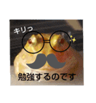 カエルさんベルツノガエル4（個別スタンプ：10）