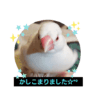 白文鳥ぴぃちゃん（個別スタンプ：5）