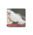 白文鳥ぴぃちゃん（個別スタンプ：8）