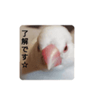 白文鳥ぴぃちゃん（個別スタンプ：11）