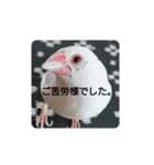 白文鳥ぴぃちゃん（個別スタンプ：14）