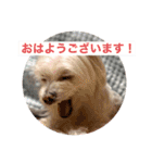 もちぞーのいる生活（個別スタンプ：1）