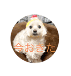 もちぞーのいる生活（個別スタンプ：3）
