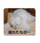 もちぞーのいる生活（個別スタンプ：4）