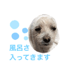 もちぞーのいる生活（個別スタンプ：5）