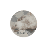 もちぞーのいる生活（個別スタンプ：16）