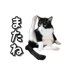 はちわれ猫のやまと（個別スタンプ：1）