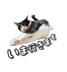はちわれ猫のやまと（個別スタンプ：2）