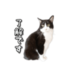 はちわれ猫のやまと（個別スタンプ：3）