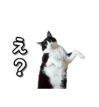 はちわれ猫のやまと（個別スタンプ：4）