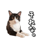 はちわれ猫のやまと（個別スタンプ：5）
