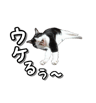 はちわれ猫のやまと（個別スタンプ：6）