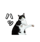 はちわれ猫のやまと（個別スタンプ：7）