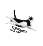 はちわれ猫のやまと（個別スタンプ：8）