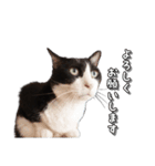 はちわれ猫のやまと（個別スタンプ：9）