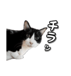 はちわれ猫のやまと（個別スタンプ：10）