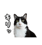 はちわれ猫のやまと（個別スタンプ：11）