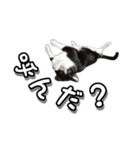 はちわれ猫のやまと（個別スタンプ：12）