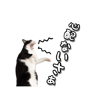 はちわれ猫のやまと（個別スタンプ：14）